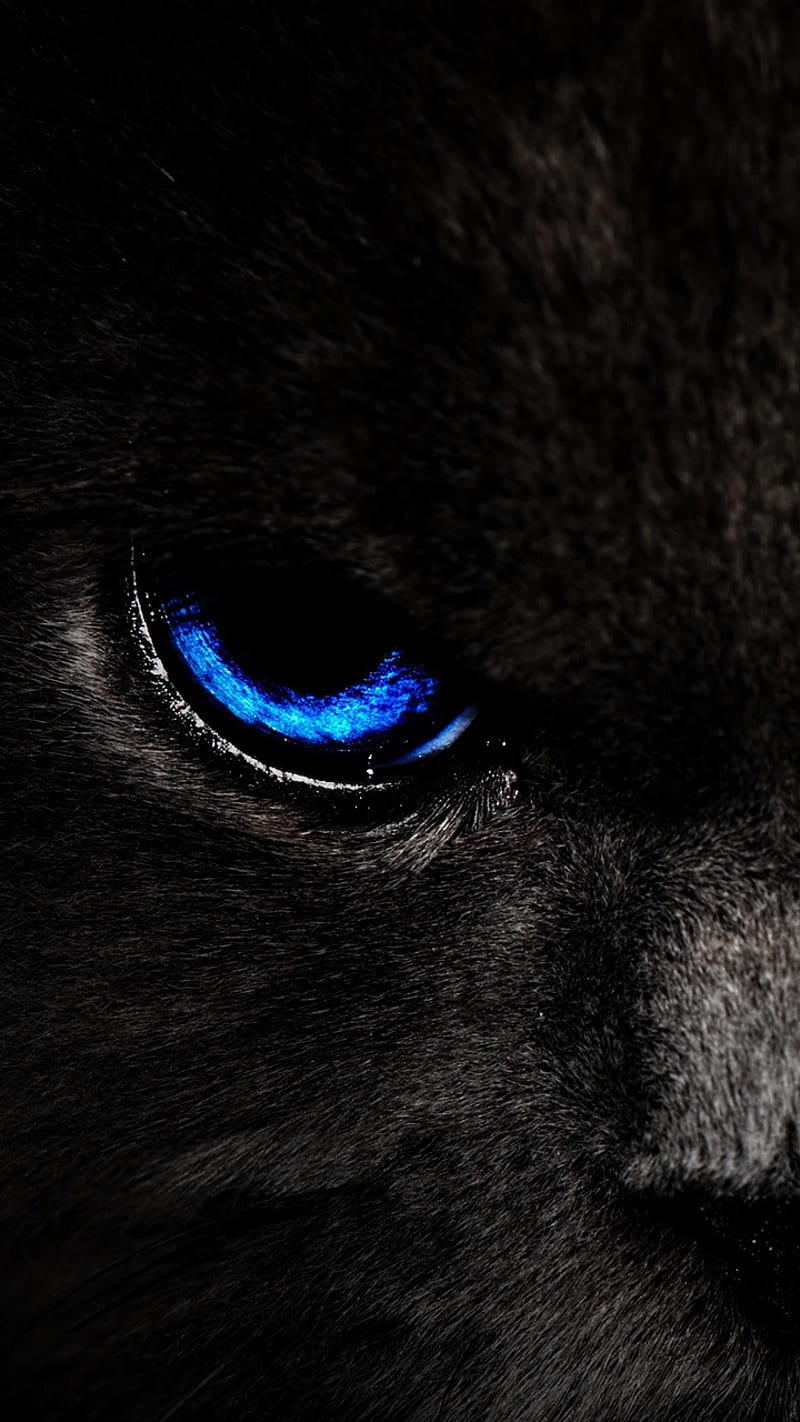 Cat Eyes, amoled, animals, blue, black, blue, cats, gato, HD phone wallpaper
