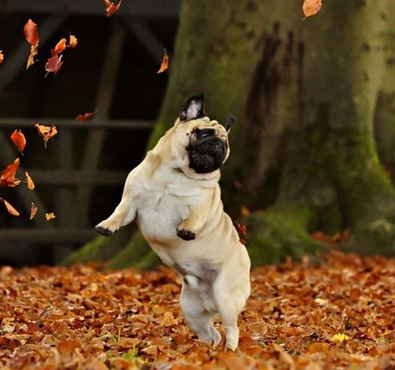 happy dance, fall, dance, happy, dog, HD wallpaper