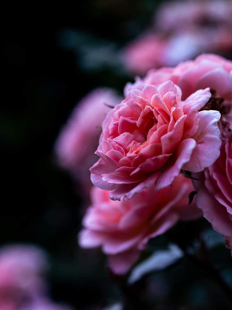 rose, pink, flower, macro, closeup, petals, HD phone wallpaper