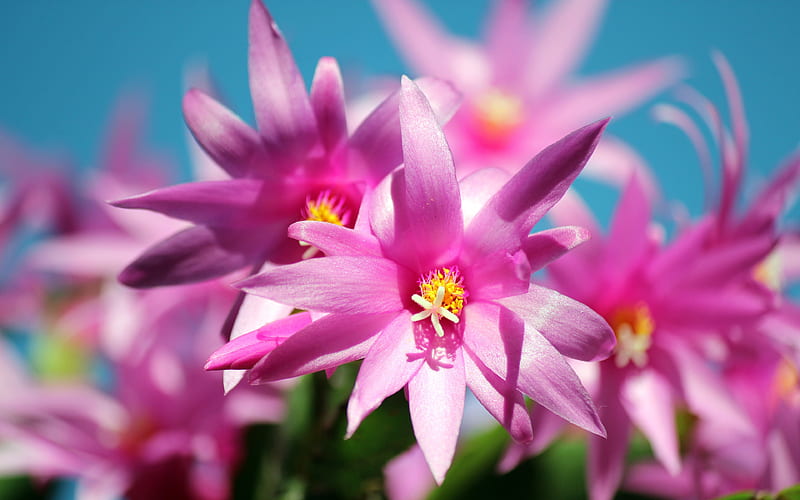 cactus, pink flowers, blossom, close-up, Cactaceae, HD wallpaper
