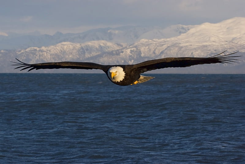 Great North American Bald Eagle, mountain, preditor, bird, lake, HD wallpaper