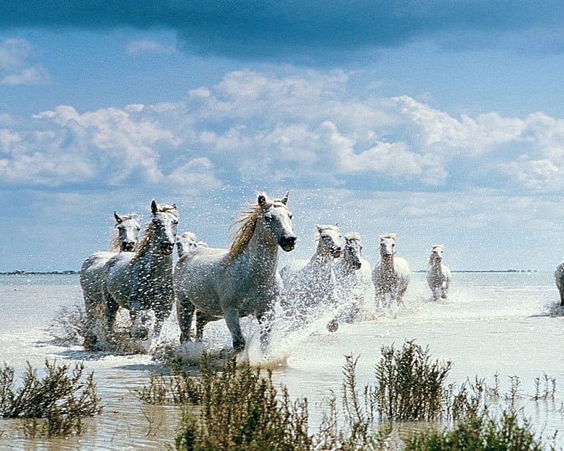 white horses, herd, nature, white, animals, horses, HD wallpaper