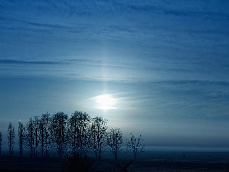 Blue night, tree, moon, nature, sky, night, HD wallpaper | Peakpx