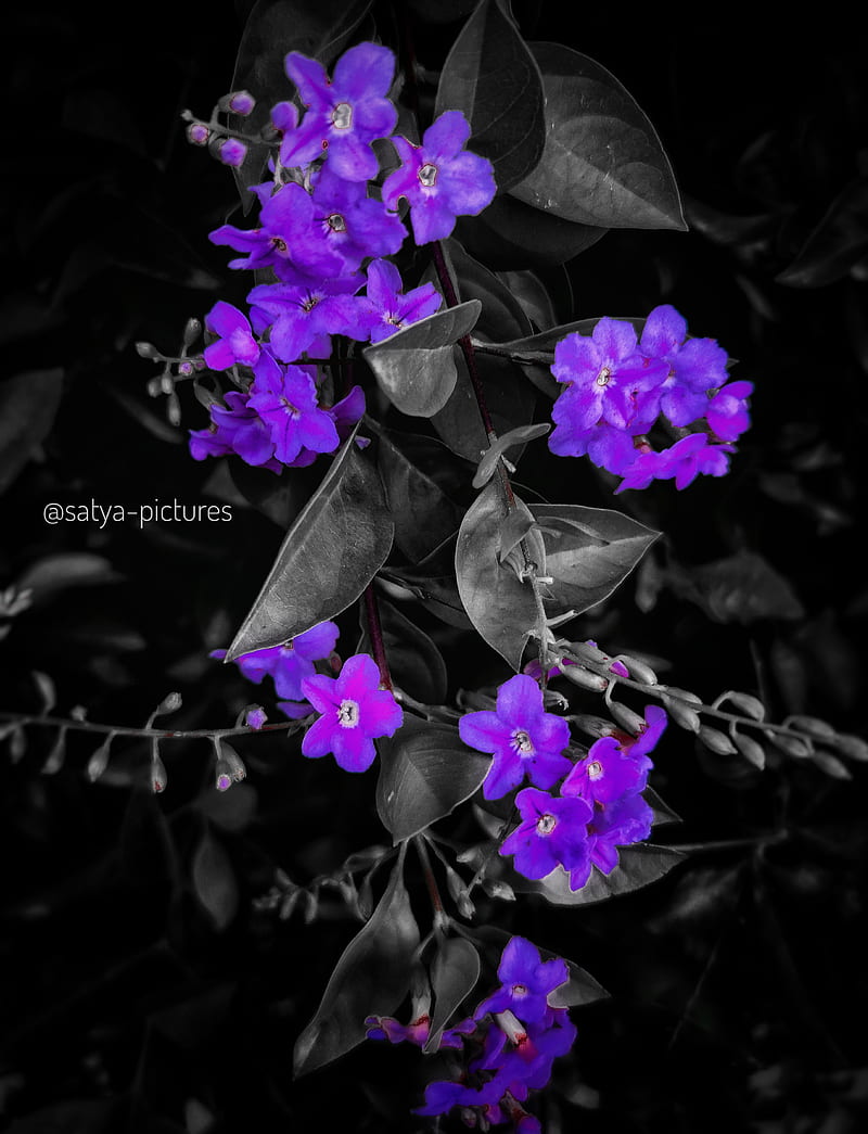 Flowers, bhole, black, blue, dark, night, graphy, purple, shiva, technology, HD phone wallpaper