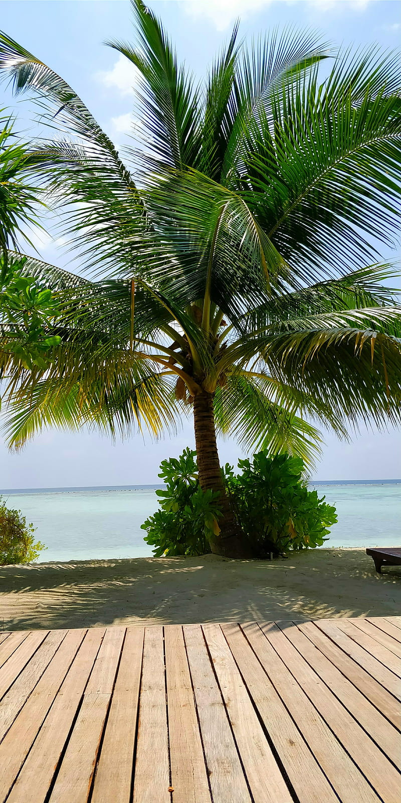 Maldives, natural, palm, sunny, untouched, velavaru, HD phone wallpaper