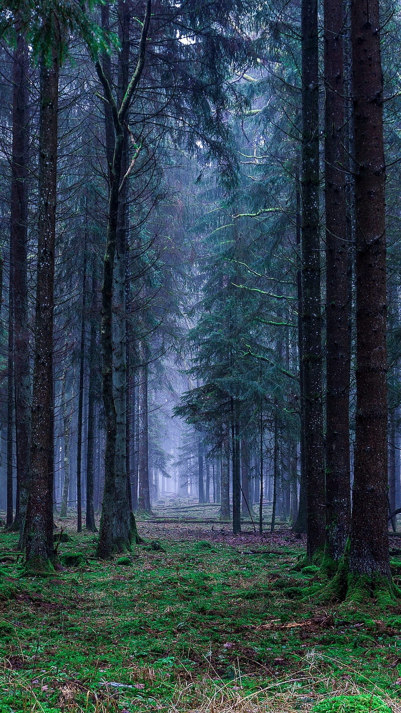 Deep Forest, HD phone wallpaper