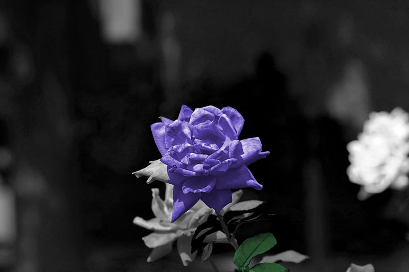 Purple Passion, purple rose, purple, purple flower, the color purple, HD wallpaper