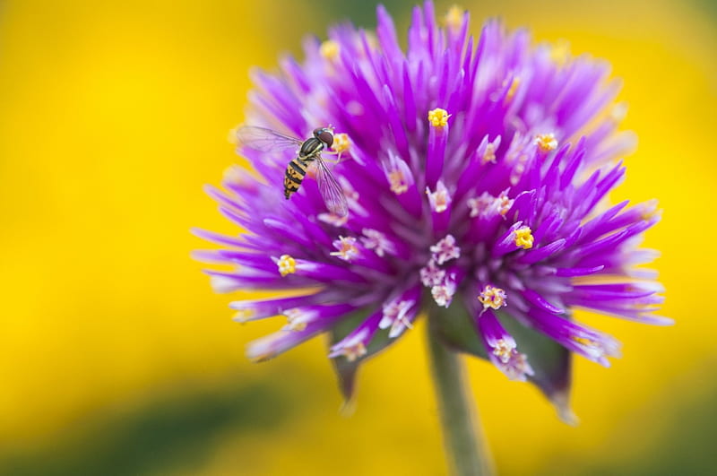 Flower, bee, insect, yellow, pink, HD wallpaper