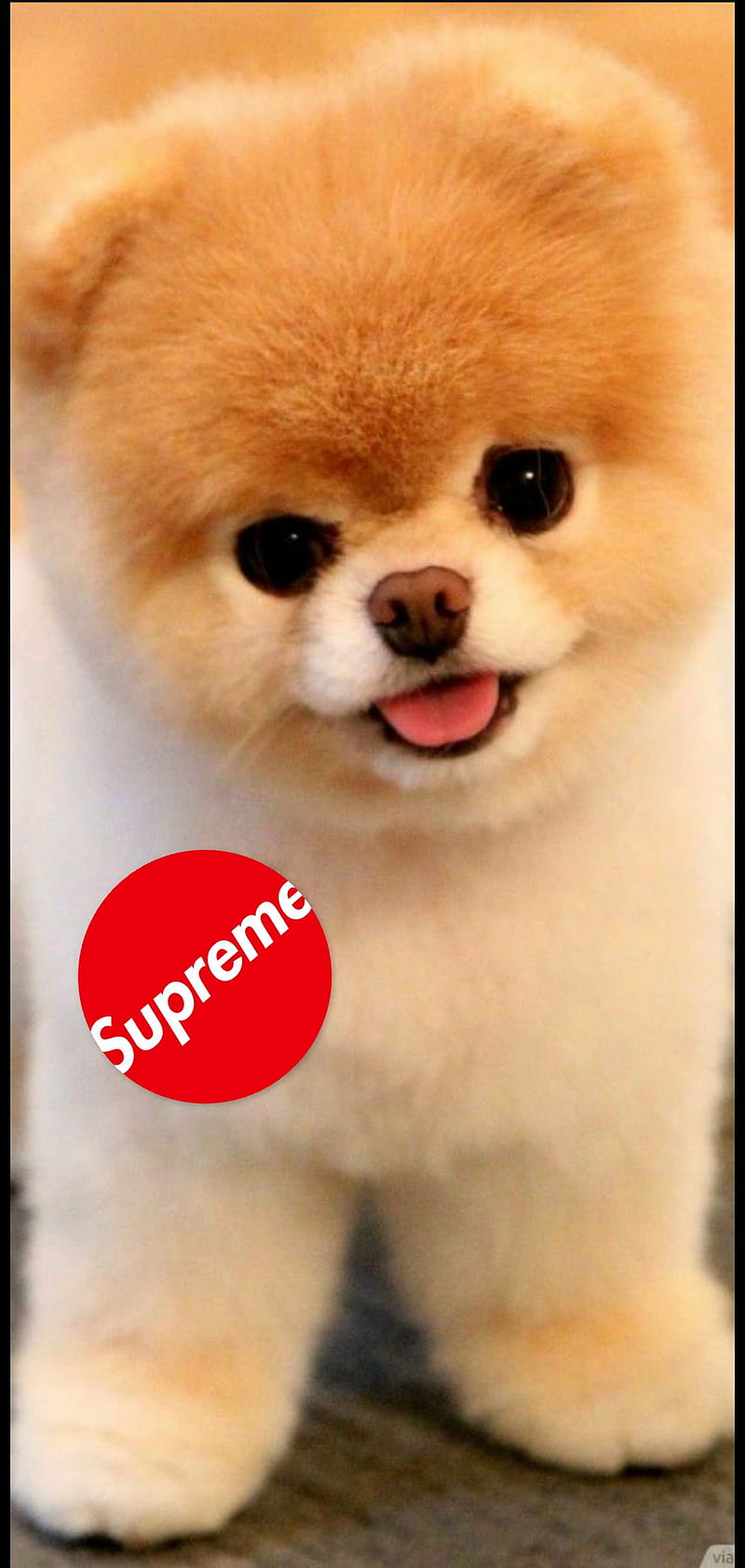 Supreme yeezy on dog HD wallpapers