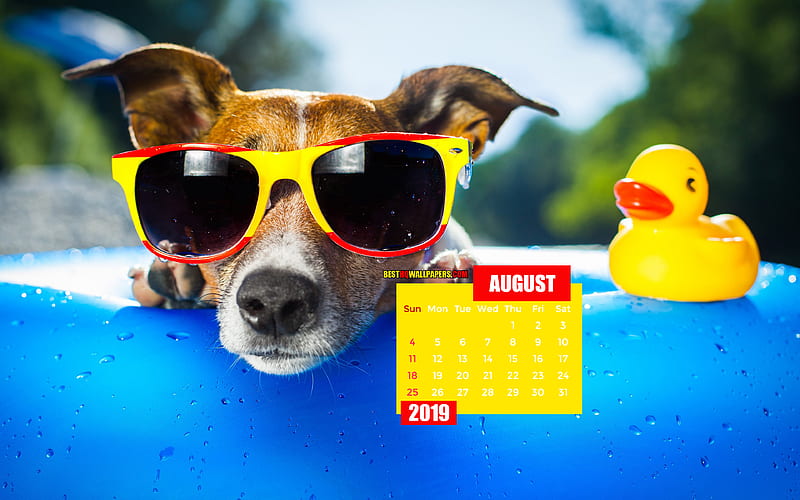 August 2019 Calendar funny dog, summer, 2019 calendar, August 2019, creative, August 2019 calendar with dog, Calendar August 2019, dog on swimming pool, 2019 calendars, HD wallpaper
