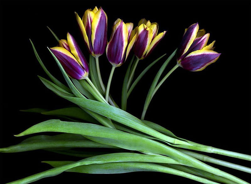 Purple yellow tulips, background, black, yellow, delicate, green, purple, flowers, nature, tulips, HD wallpaper