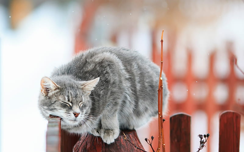 gray cat, winter, snow, fence, pets, cats, HD wallpaper