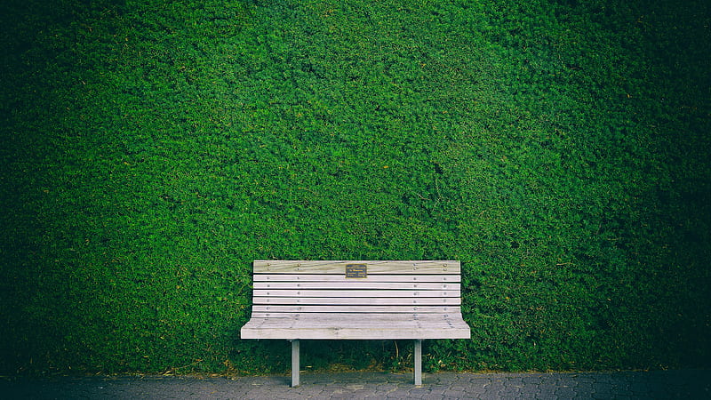 Green Leafed Plan And Wooden Bench Green, HD wallpaper