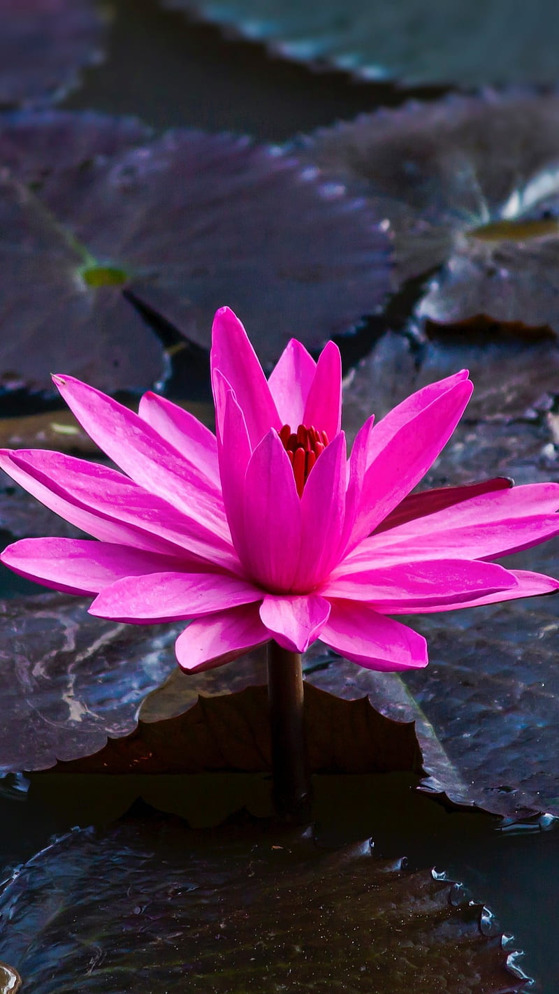 Lotus Flower , flowers, nature, pink, HD phone wallpaper
