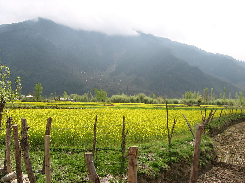 Beautiful Mustard crops on the way, mustard crops, nature, bonito, scenic view, HD wallpaper