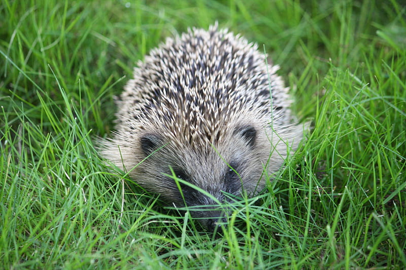 Hedgehog, summer, garden, piquant, outdoor, HD wallpaper
