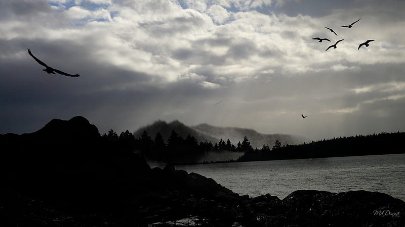 Across the Water, , birds, trees, sky, clouds, mist, mountains, dark, bay, HD wallpaper
