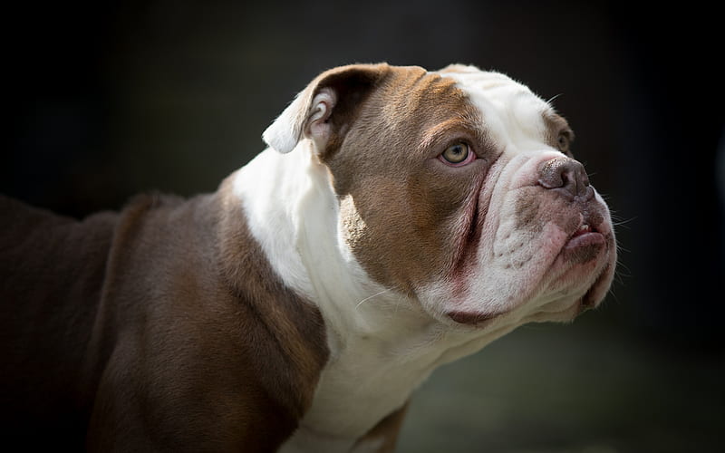 American Bulldog, a large white brown dog, pets, dog breeds, HD wallpaper