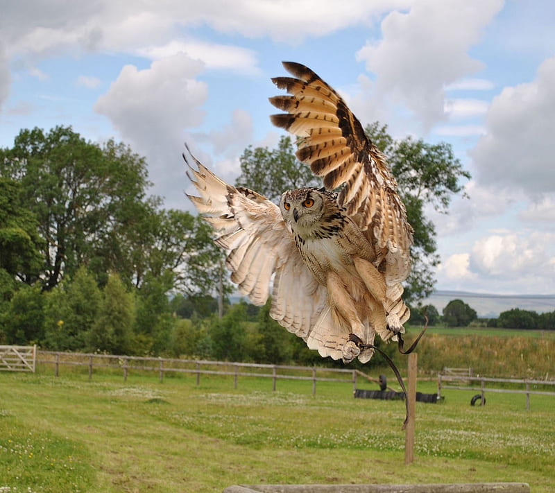 Owl, flying, HD wallpaper | Peakpx