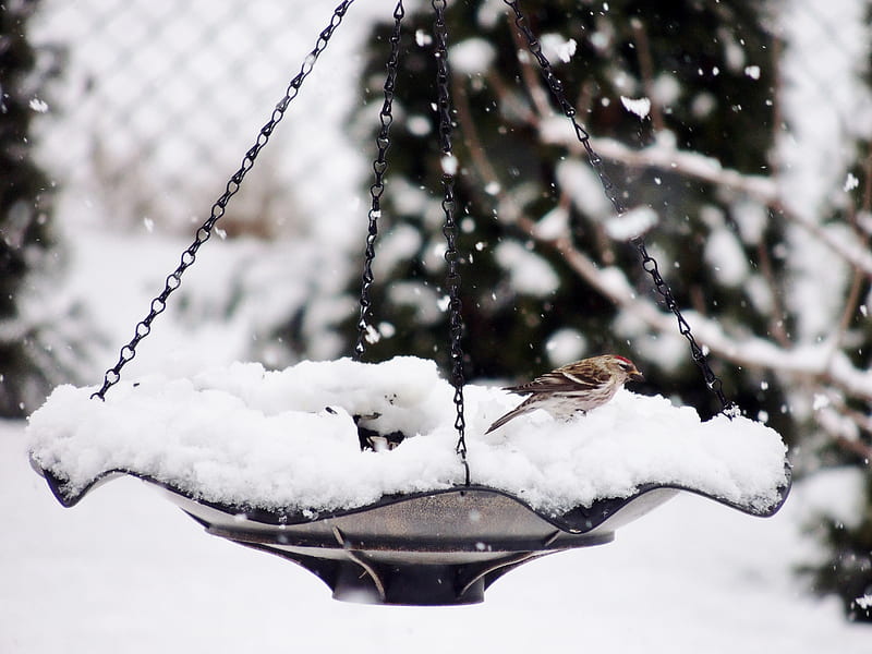 Snowing On A Redpoll, Snowing, graphy, Bird, Nature, Winter, Redpoll, HD wallpaper