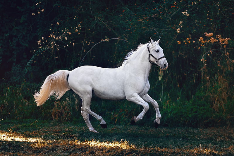 running white horse, HD wallpaper