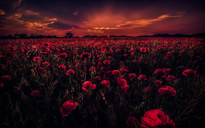 sunset, evening, poppies, field of flowers, poppy field, HD wallpaper