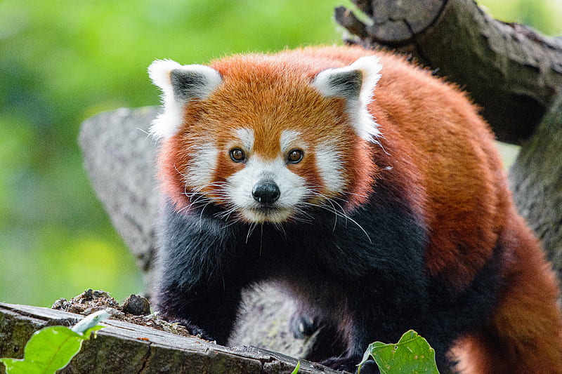 red panda, panda, muzzle, animal, glance, HD wallpaper