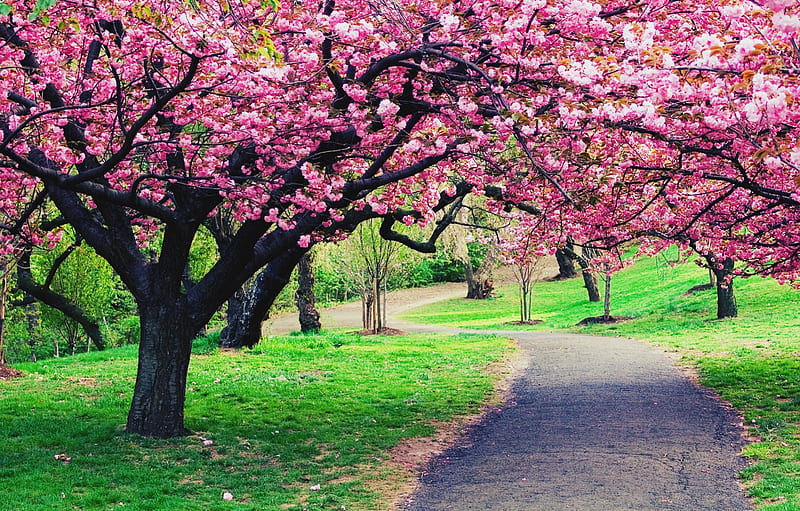 Cherry Blossom Landscape, sakura, tree, green, spring, pink, cherry blossom, landscape, HD wallpaper