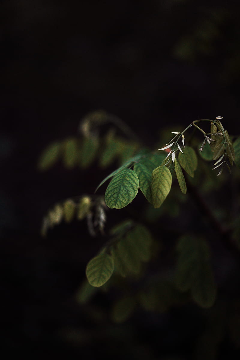 branch, leaves, plant, dark, HD phone wallpaper