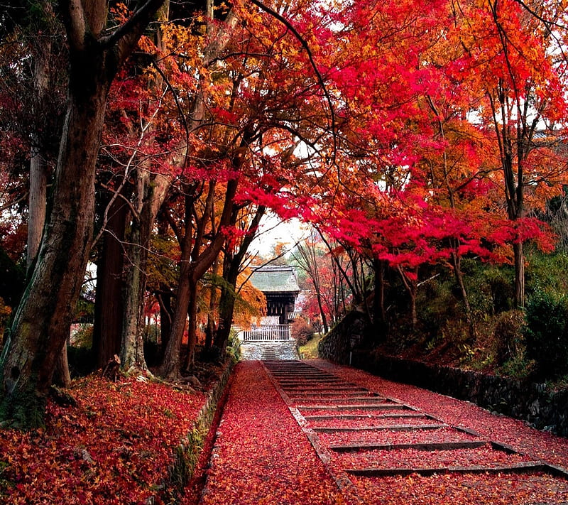 Autumn fall path, bonito, cute, look, nice, HD wallpaper | Peakpx
