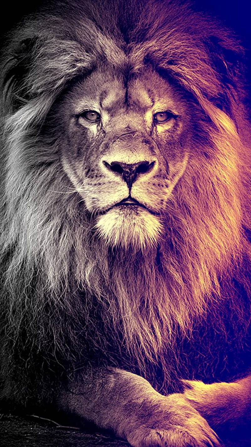 León, negro, cara, rey, tierra, leones, Fondo de pantalla de teléfono HD |  Peakpx