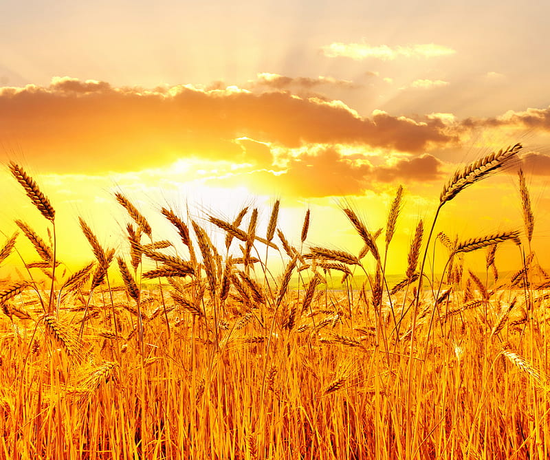 Wheat, field, landscape, nature, sunrise, sunset, HD wallpaper