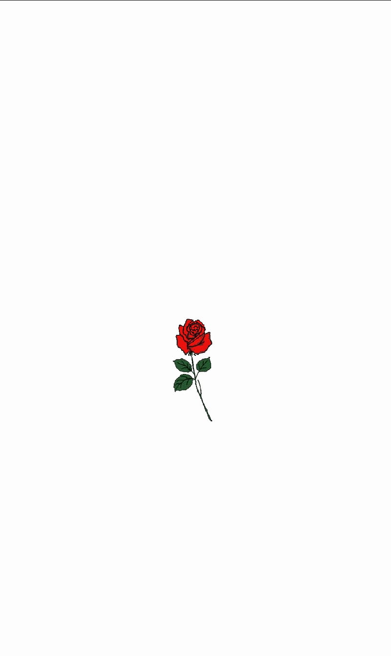 White screen rose, love, rose, HD phone wallpaper | Peakpx