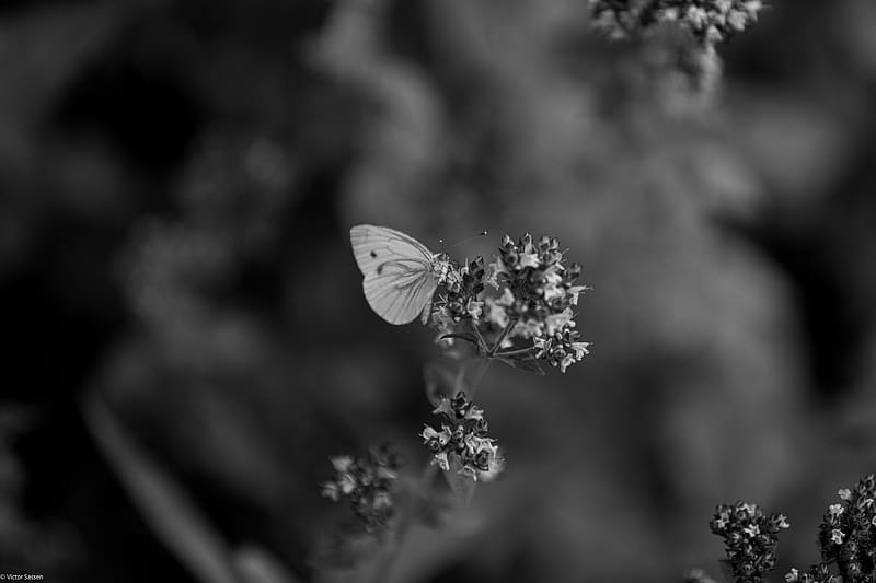 butterfly, flower, inflorescence, macro, black and white, HD wallpaper