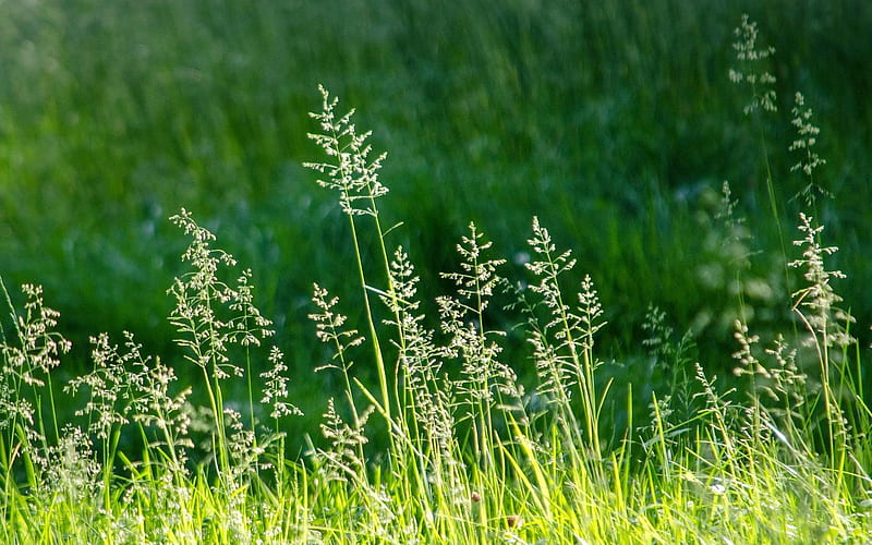 Bent-Grass, summer, nature, green, HD wallpaper