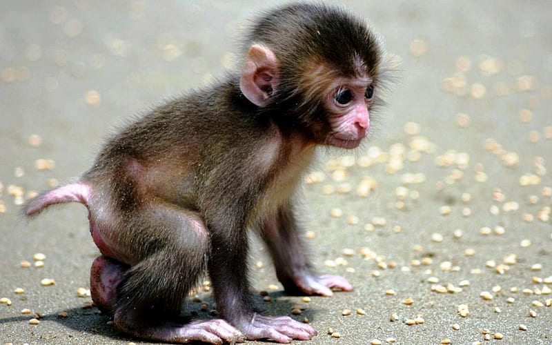 Baby Monkey, Cute, primate, Baby, Animal, Monkey, HD wallpaper