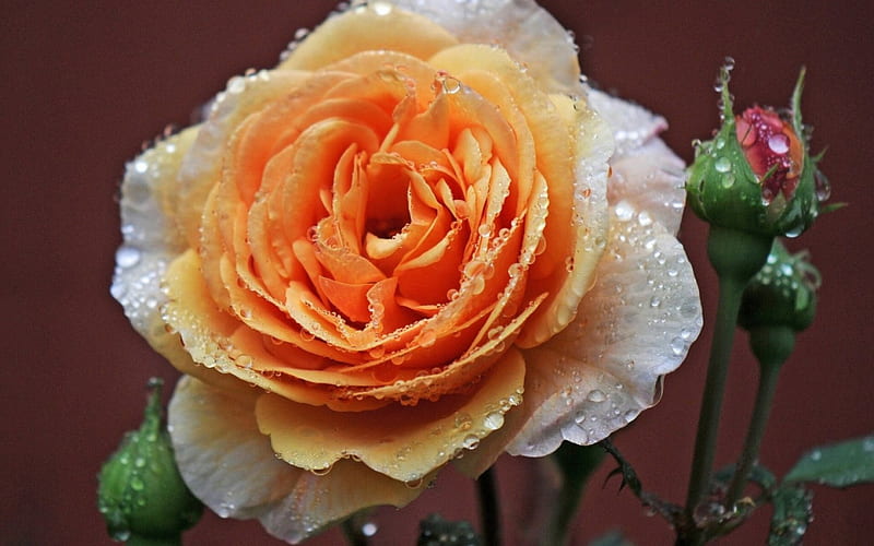 Raindrops on open pretty rose, graphy, wet, rose, raindrops, close-up, flowers, nature, buds, HD wallpaper