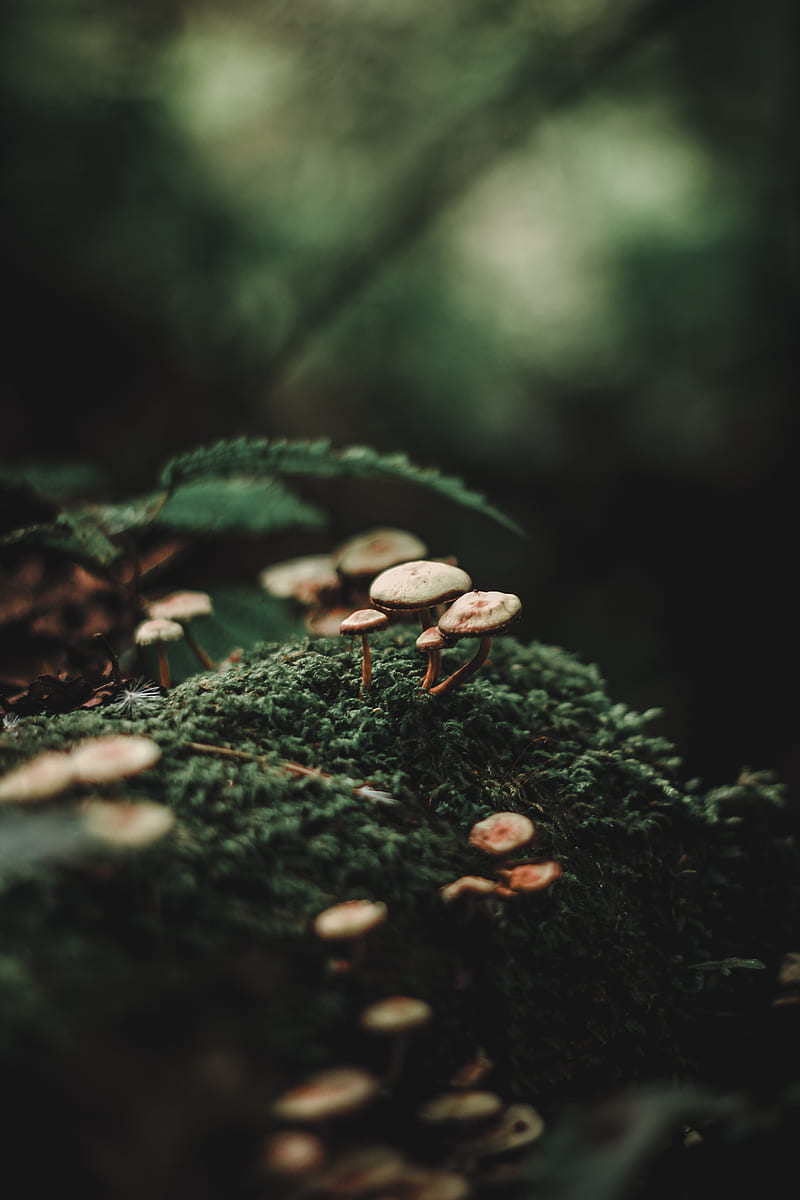 mushrooms, moss, blur, macro, HD phone wallpaper