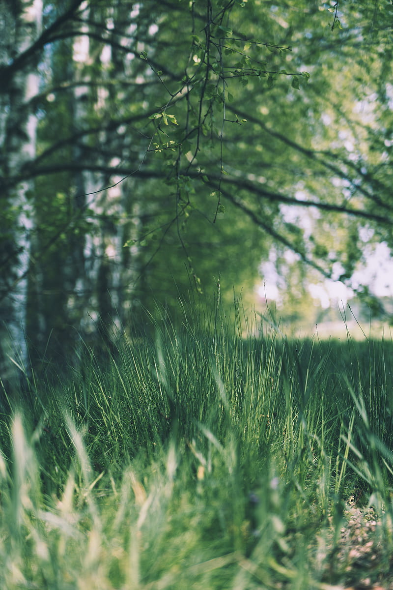 grass, trees, meadow, branches, greens, HD phone wallpaper