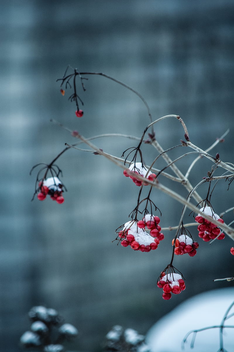 rowan, berries, frosty, blur, branch, HD phone wallpaper