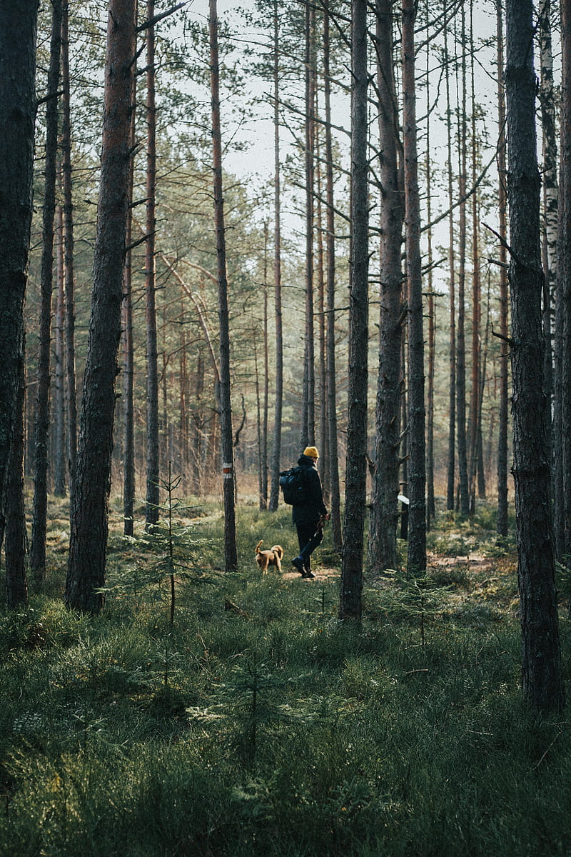 man, dog, forest, walk, trees, nature, HD phone wallpaper