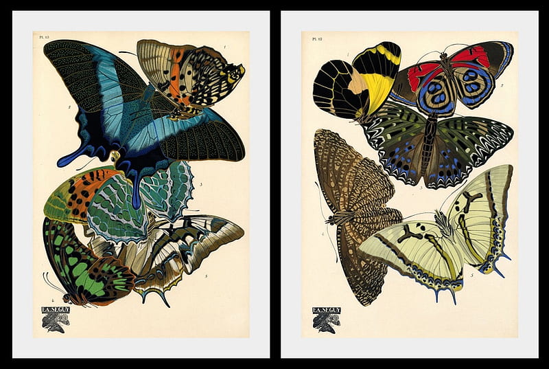 Entomology Illustrations, seguy, butterflies, drawings, artwork, HD wallpaper