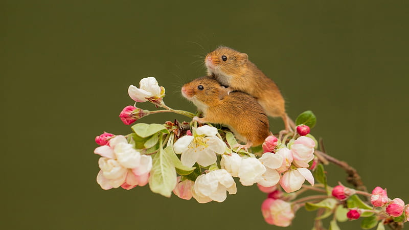 Two Mouses Are Standing On Flowers Plant Stalk In Green Background Mouse, HD wallpaper