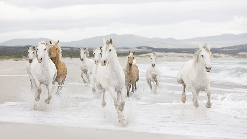 white and tan horse galloping on a beach, beach, galloping, horses, herd, HD wallpaper