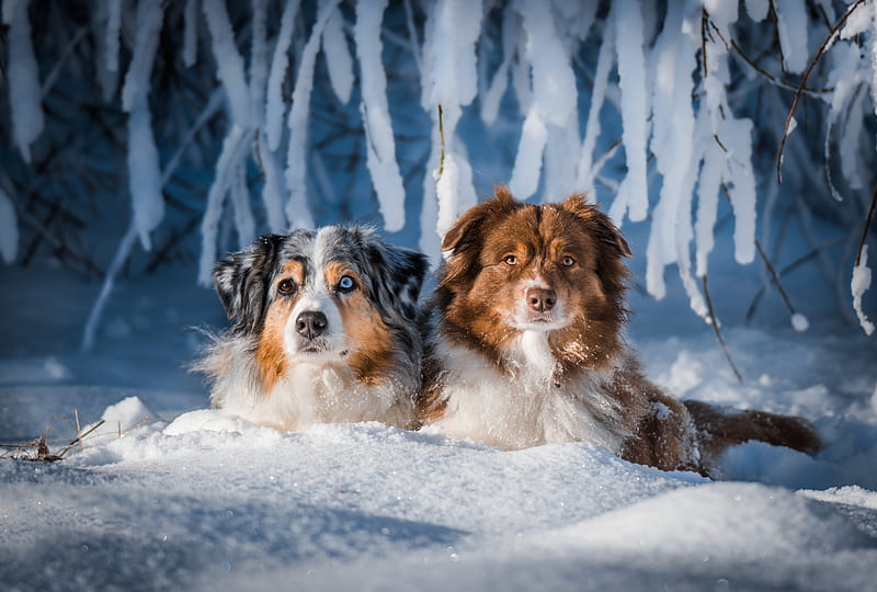 are australian shepherds cold weather dogs