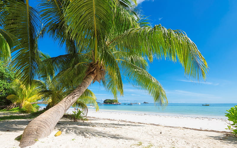 palm, tropical island, maldives, summer travel, ocean, beach, sand, HD wallpaper