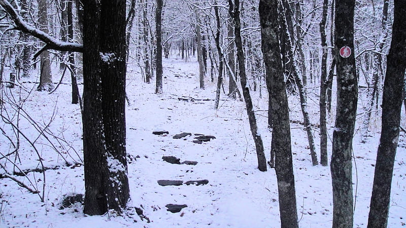Trail to overlook, hiking, snow, winter, woods, HD wallpaper