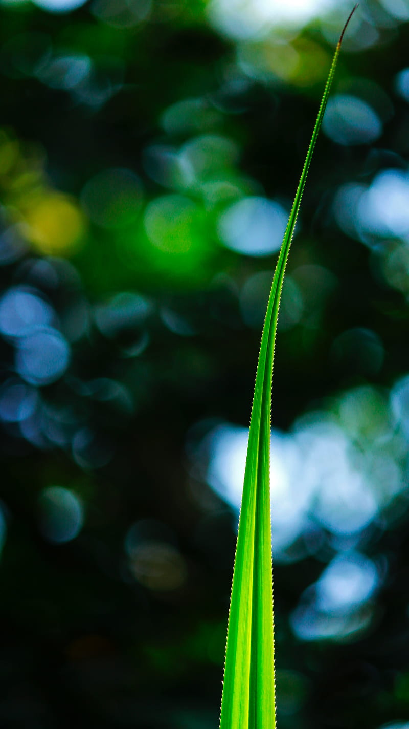 leaf, macro, green, plant, HD phone wallpaper