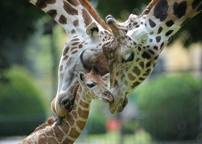 A new family, green, two, new born, wooded area, Adult girafffes, HD wallpaper