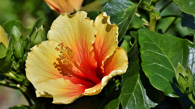 Hibiscus, Yellow, Leaves, Flower, Red, HD wallpaper | Peakpx